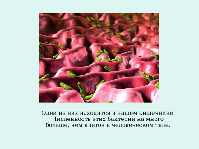   Одни из них находится в нашем кишечнике. Численность этих бактерий на много больше, чем клеток в человеческом теле. 