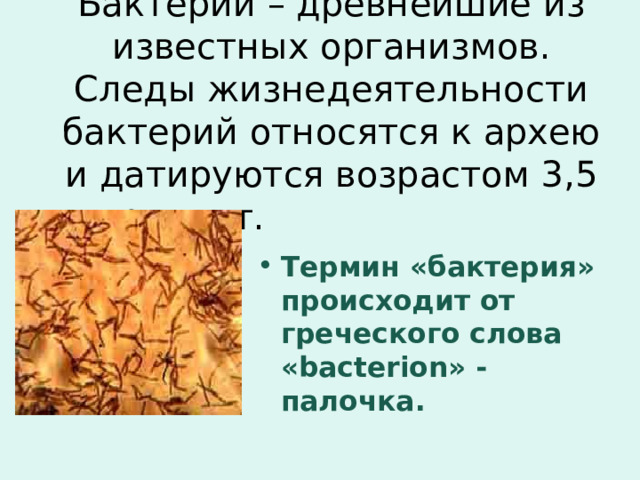 Бактерии – древнейшие из известных организмов. Следы жизнедеятельности бактерий относятся к архею и датируются возрастом 3,5 млрд. лет.   Термин «бактерия» происходит от греческого слова « bacterion » - палочка. 