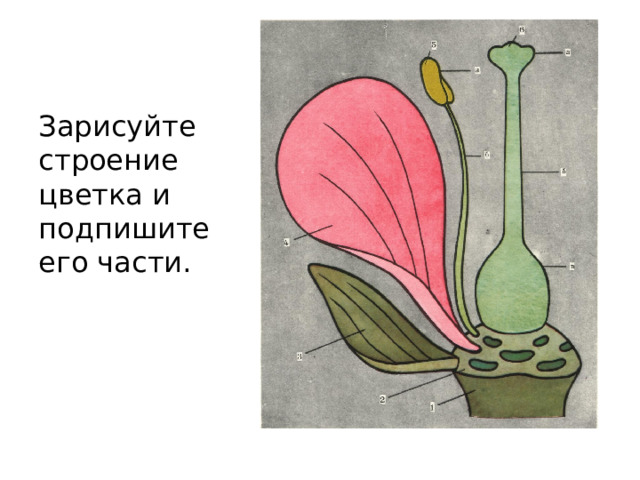 Зарисуйте строение цветка и подпишите его части. Учитель: Рассмотрите на фотографии цветки , гербарии на столах, цветущие растения и скажите, что у них общего и в чем различие. Ученики: Опираясь на предыдущие знания, дети отвечают, что у всех цветков есть венчик и чашечка, тычинки и пестик. Цветки различаются формой, окраской, размерами. Учитель: Давайте более подробно изучим строение цветка. Для этого зарисуйте схему цветка и, используя рисунки, текст учебника, подпишите части цветка.  Ученики: учащиеся выполняют работу в рабочих тетрадях. Учитель: После того, как дети выполнили работу, проверяем правильность выполнения задания. Обращаем внимание на то, что цветок – это укороченный видоизмененный побег.  