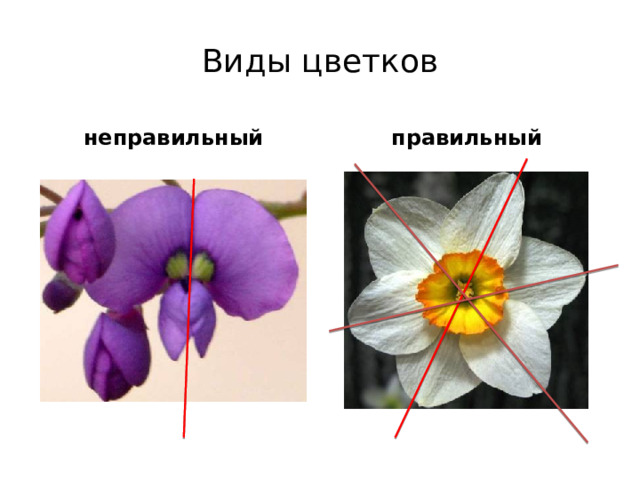Виды цветков неправильный правильный Учитель: Рассматриваем следующий слайд . (Дается понятие правильного и неправильного цветка с оформлением схемы в тетради.)  