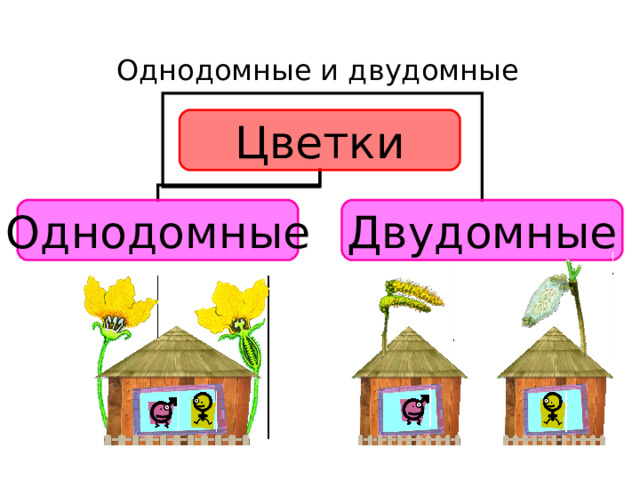 Однодомные и двудомные Цветки Однодомные Двудомные Учащиеся: Рассматриваем схемы на следующем слайде. С помощью текста учебника учащиеся дают определения однодомным и двудомным растениям, зарисовывают схемы в тетради. Учитель: Подумайте, где могут нам пригодиться знания об однодомных и двудомных растениях?  Учащиеся: При озеленении улиц тополями, выращивании в саду актинидии, облепихи, выращивании тыквенных растений. 19 