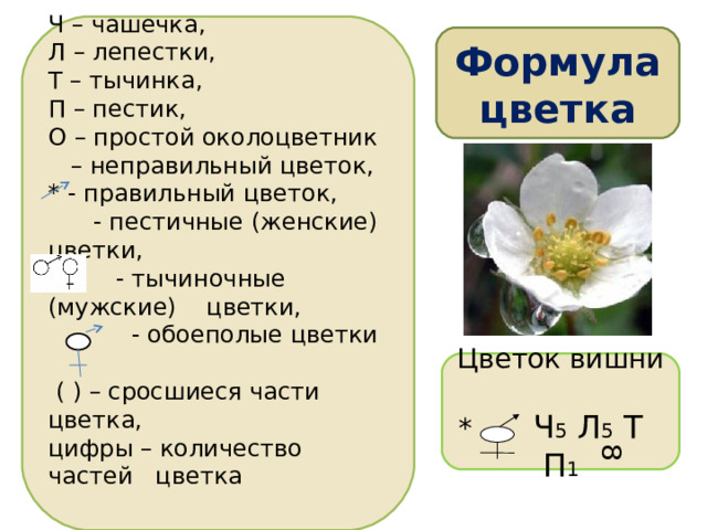 8 Ч – чашечка, Л – лепестки, Т – тычинка, П – пестик, О – простой околоцветник – неправильный цветок, * - правильный цветок,  - пестичные (женские) цветки,  - тычиночные (мужские) цветки,  - обоеполые цветки    ( ) – сросшиеся части цветка, цифры – количество частей цветка   Формула  цветка Учитель: А теперь познакомимся с тем, как правильно составлять формулу цветка.        Зная, условные обозначения, давайте попробуем составить формулы цветков вишни: цветок обоеполый, правильный, лепестков – 5, чашелистиков – 5 сросшихся, тычинок много, пестик – 1; василька: цветок обоеполый, правильный, чашелистиков – 5, лепестков – 5 сросшихся, тычинок – 5, пестик – 1. Учащиеся: Используя символы и прочитав материал учебника дети самостоятельно составляют формулу цветка вишни. Цветок вишни * Ч 5 Л 5 Т П 1 20 