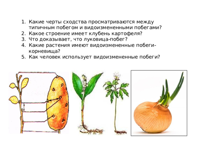 Вывод докажите что луковица видоизмененный побег. Соотнеси названия частей побега луковицы с цифрами на изображении.