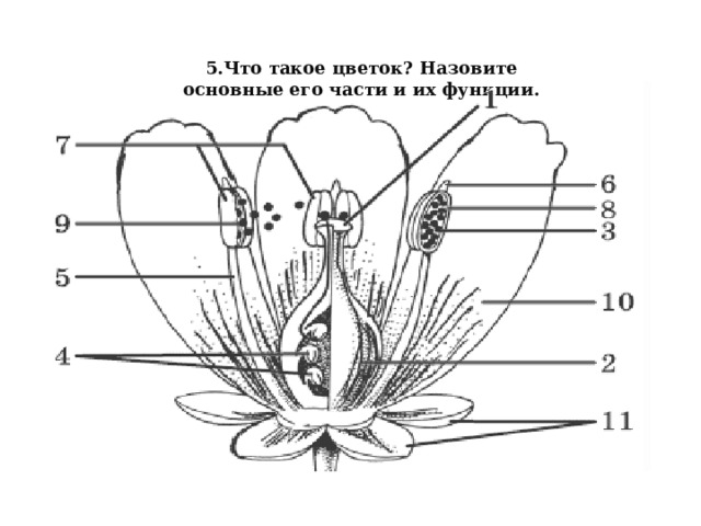 5.Что такое цветок? Назовите основные его части и их функции. 2. Учащиеся: Называют по очереди части цветка и называют их функции. 20 