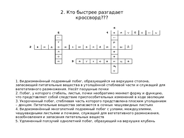 2. Кто быстрее разгадает кроссворд??? 1. Видоизменённый подземный побег, образующийся на верхушке столона, запасающий питательные вещества в утолщённой стеблевой части и служащий для вегетативного размножения. Несёт пазушные почки 2. Побег, у которого стебель, листья, почки необратимо меняют форму и функцию, что представляет собой следствие приспособительных изменений в ходе эволюции 3. Укороченный побег, стеблевая часть которого представлена плоским утолщением – донцем. Питательные вещества запасаются в сочных чешуевидных листьях 4. Видоизменённый многолетний подземный побег с узлами, междоузлиями, чешуевидными листьями и почками, служащий для вегетативного размножения, возобновления и запасания питательных веществ 5. Удлиненный ползучий однолетний побег, образующий на верхушке клубень Учитель совместно с учениками проверяет правильность заполнения кроссворда.  