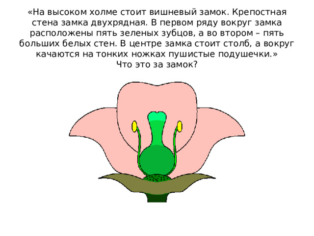 «На высоком холме стоит вишневый замок. Крепостная стена замка двухрядная. В первом ряду вокруг замка расположены пять зеленых зубцов, а во втором – пять больших белых стен. В центре замка стоит столб, а вокруг качаются на тонких ножках пушистые подушечки.»  Что это за замок?    III. Ход урока Учитель: Ребята, сегодня на уроке я предлагаю вам провести исследование. Предмет нашего исследования мы сможем узнать, когда отгадаем эту загадку. Ученики: Это цветок!!! Учитель: Как вы уже догадались, сегодня речь пойдет о цветках.  