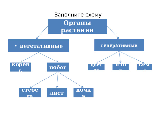 Заполните схему Органы растения вегетативные генеративные побег корень семя плод цветок Учитель: Прежде, чем перейдем к нашей новой теме давайте еще раз вспомним: 1.Что такое орган? 2.Какие органы цветкового растения вам известны? 3.Назовите вегетативные органы.  4.Что называется побегом? 5.Назовите генеративные органы Ученики: 1. (Часть тела, выполняющая определенную функцию) 2. (Вегетативные, генеративные) 3. (Корень, побег) 4.(Стебель с расположенными на нем листьями и почками) 5.(Цветок, плод, семя) почка лист стебель 8 