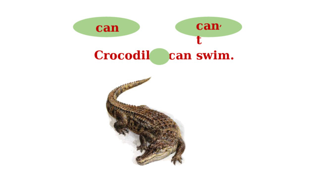 can , t can Crocodiles can swim.  
