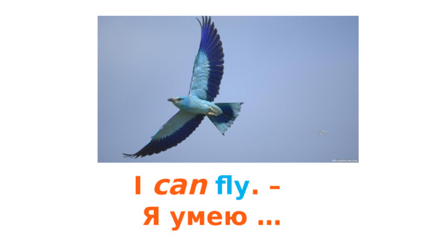I can  fly . – Я умею … 