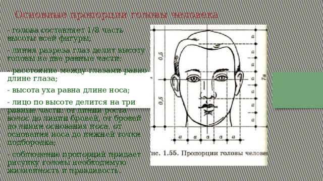 Основные пропорции головы человека - голова составляет 1/8 часть высоты всей фигуры; - линия разреза глаз делит высоту головы на две равные части; - расстояние между глазами равно длине глаза; - высота уха равна длине носа; - лицо по высоте делится на три равные части: от линии роста волос до линии бровей, от бровей до линии основания носа, от основания носа до нижней точки подбородка; - соблюдение пропорций придает рисунку головы необходимую жизненность и правдивость. 