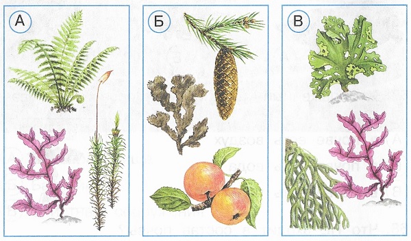 Тесты разнообразие растений 3 класс окружающий мир. Разнообразие растений рисунок. Разнообразие растений 1 класс. Разнообразие растений задания. Задание на тему разнообразие растений.