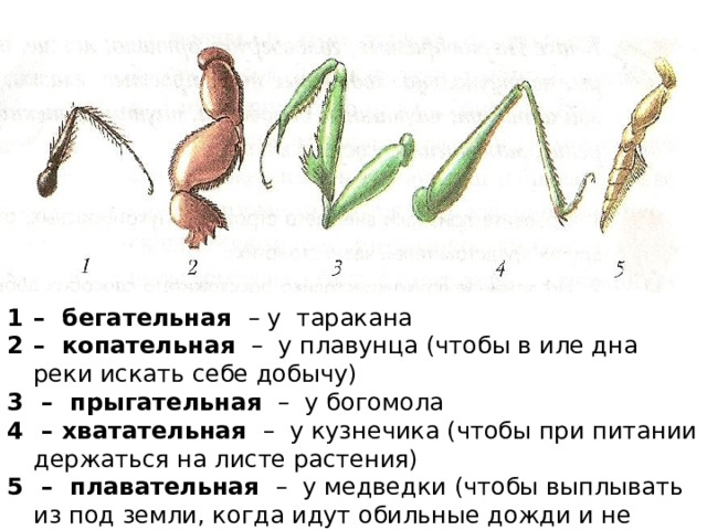 Какими цифрами на рисунке обозначены соответственно прыгательная и копательная конечности насекомых