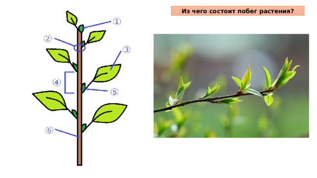 Из чего состоит побег