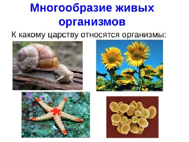 Будова і життєдіяльність рослин - презентація з біології