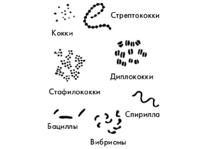 Бактерия диплококки рисунок