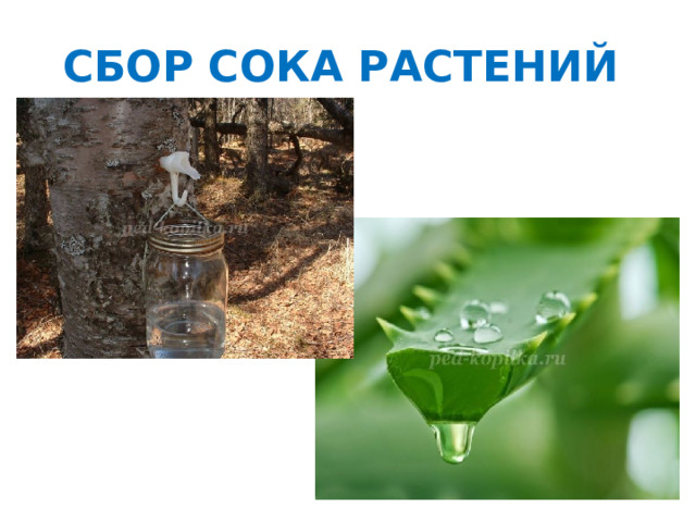 СБОР СОКА РАСТЕНИЙ 