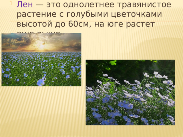 Лен — это однолетнее травянистое растение с голубыми цветочками высотой до 60см, на юге растет еще выше 