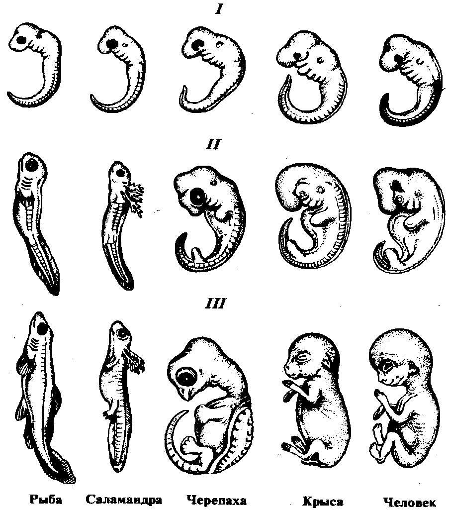 Расскажите об основных стадиях эмбрионального развития позвоночных используя рисунок