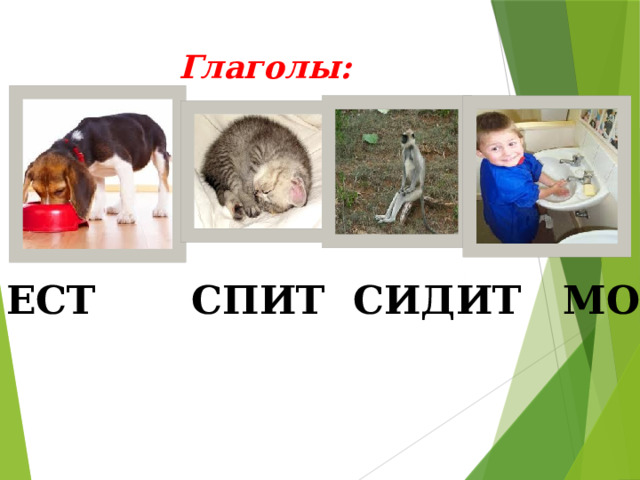 Глаголы:  ЕСТ СПИТ СИДИТ МОЕТ 