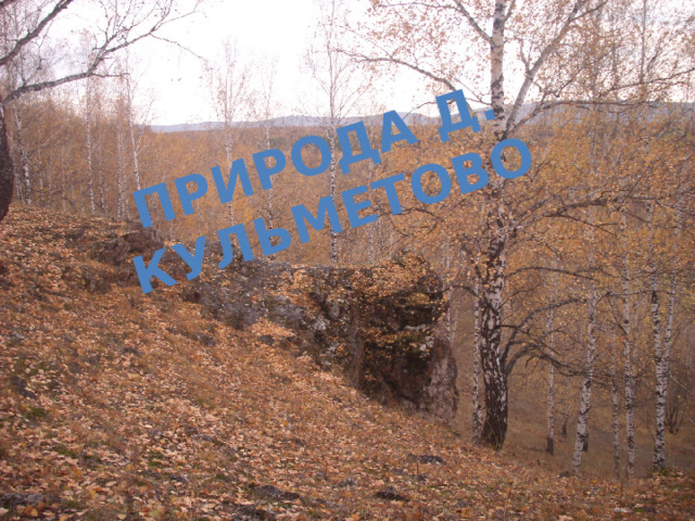 Природа д. кульметово 