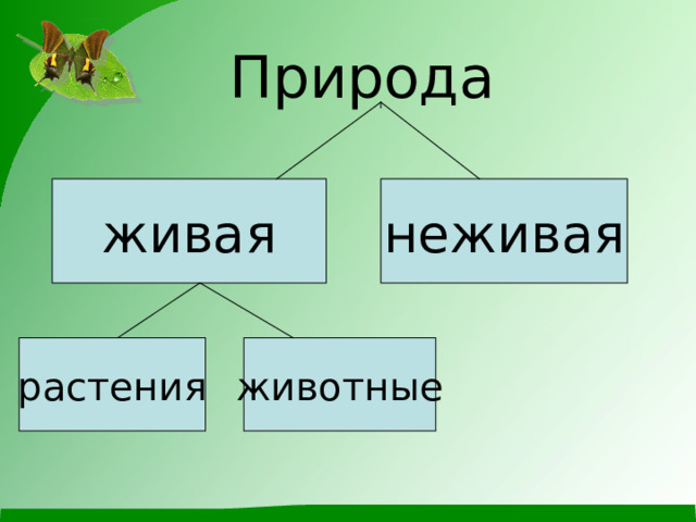 Природа живая неживая растения животные 