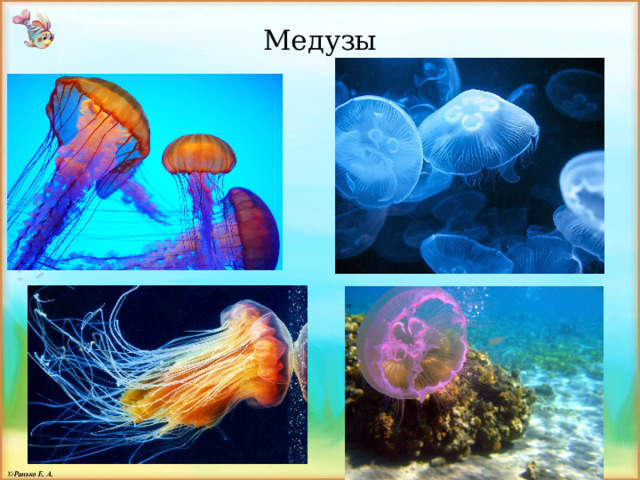 Медузы 