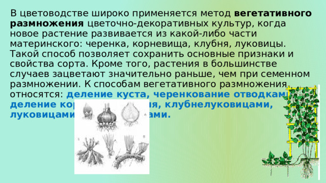 Как размножаются одуванчики все способы. Вегетативное размножение цветочно-декоративных культур. Сообщение о вегетативном размножении растений в природе. Размножение цветочно-декоративных растений. Размножение культурных растений.