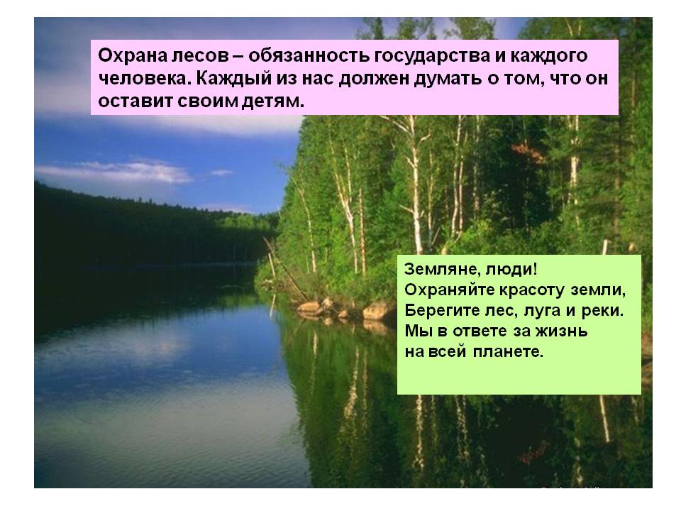 Что является лесом. Охрана леса. Охрана леса презентация. Охрана леса кратко. Охрана леса человеком проект.