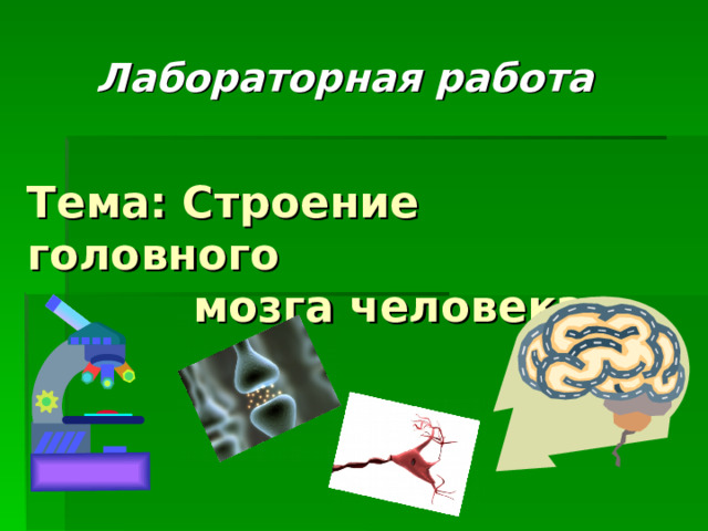 Лабораторная работа Тема: Строение головного  мозга человека 
