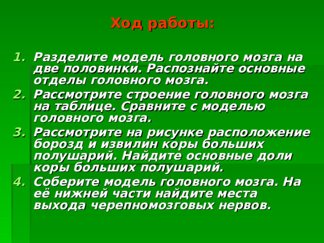 Ход работы: Разделите модель головного мозга на две половинки. Распознайте основные отделы головного мозга. Рассмотрите строение головного мозга на таблице. Сравните с моделью головного мозга. Рассмотрите на рисунке расположение борозд и извилин коры больших полушарий. Найдите основные доли коры больших полушарий. Соберите модель головного мозга. На её нижней части найдите места выхода черепномозговых нервов. 