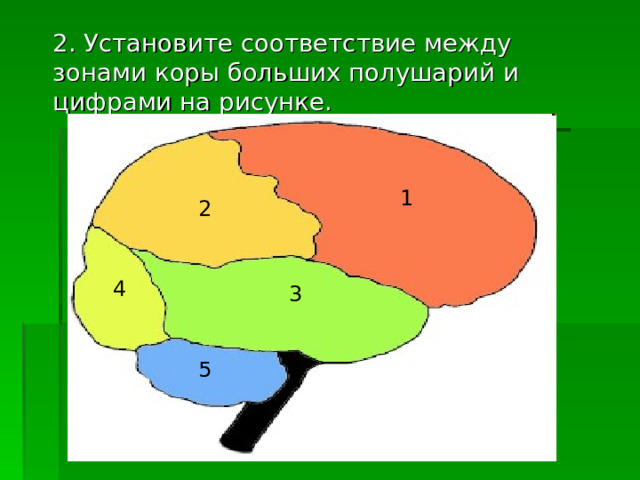  2. Установите соответствие между зонами коры больших полушарий и цифрами на рисунке. 1 2 4 3 5 