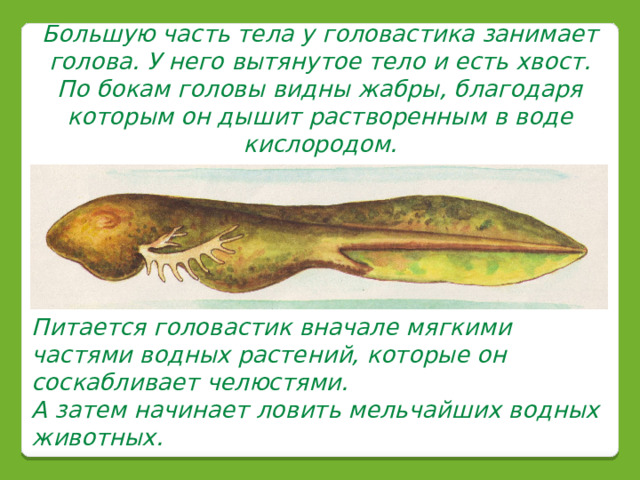 Большую часть тела у головастика занимает голова. У него вытянутое тело и есть хвост. По бокам головы видны жабры, благодаря которым он дышит растворенным в воде кислородом. Питается головастик вначале мягкими частями водных растений, которые он соскабливает челюстями. А затем начинает ловить мельчайших водных животных. 