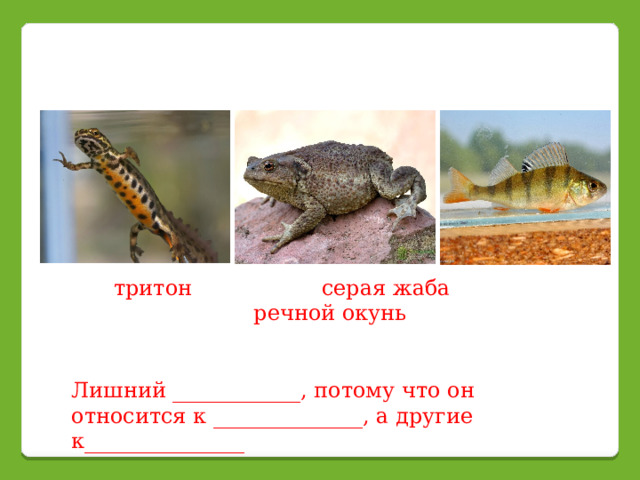 тритон серая жаба речной окунь Лишний ____________, потому что он относится к ______________, а другие к_______________ 