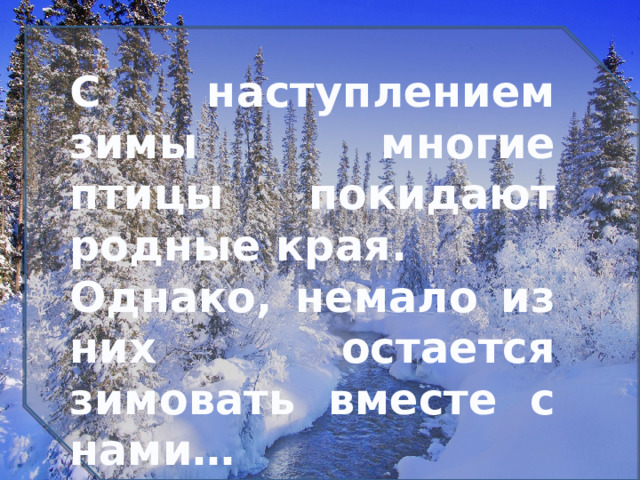 С наступлением зимы многие птицы покидают родные края. Однако, немало из них остается зимовать вместе с нами… 