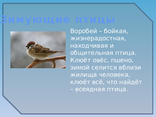 Зимующие птицы Воробей – бойкая, жизнерадостная, находчивая и общительная птица. Клюёт овёс, пшено, зимой селится вблизи жилища человека, клюёт всё, что найдёт – всеядная птица. 