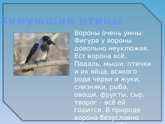 Зимующие птицы Вороны очень умны. Фигура у вороны довольно неуклюжая. Ест ворона всё. Падаль, мыши, птички и их яйца, всякого рода черви и жуки, слизняки, рыба, овощи, фрукты, сыр, творог – всё ей годится. В природе ворона безусловно полезна, но вблизи человеческого жилья становится воровкой. 