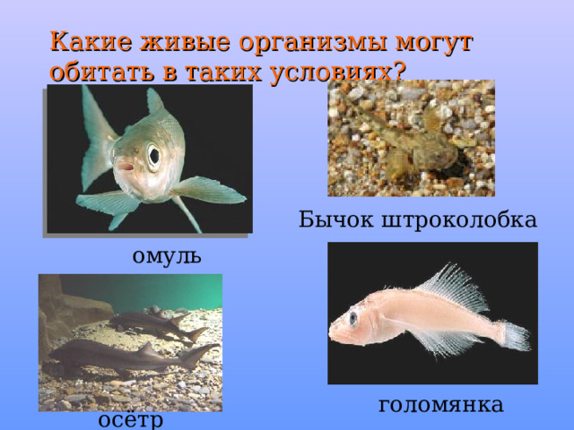 Живые организмы байкала. Рыба Голомянка. Голомянка Байкальская. Обитающие живые организмы в озере Байкал.