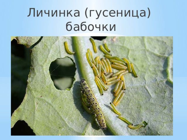 Личинка (гусеница) бабочки 