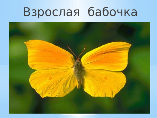 Взрослая бабочка 