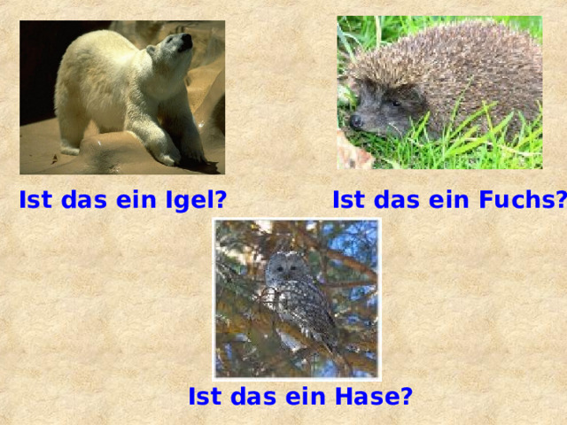 Ist das ein Igel? Ist das ein Fuchs? Ist das ein Hase? 