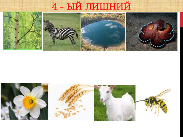4 – ый лишний 