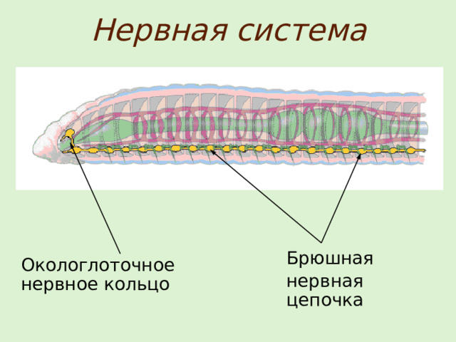 Нервная система Брюшная нервная цепочка Окологлоточное нервное кольцо 