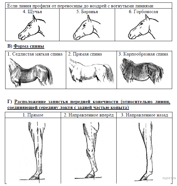ОГЭ биология 24 задание лошади. ОГЭ биология задание с лошадью. Клиновидная форма головы у лошади. ОГЭ биология задание 26 лошади.