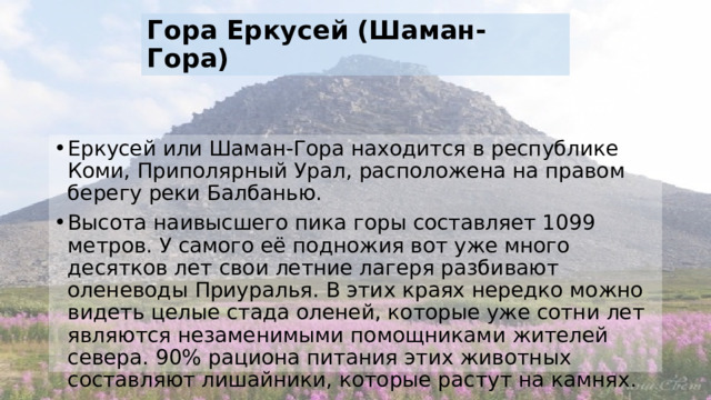 Гора Еркусей (Шаман-Гора) Еркусей или Шаман-Гора находится в республике Коми, Приполярный Урал, расположена на правом берегу реки Балбанью. Высота наивысшего пика горы составляет 1099 метров. У самого её подножия вот уже много десятков лет свои летние лагеря разбивают оленеводы Приуралья. В этих краях нередко можно видеть целые стада оленей, которые уже сотни лет являются незаменимыми помощниками жителей севера. 90% рациона питания этих животных составляют лишайники, которые растут на камнях. 