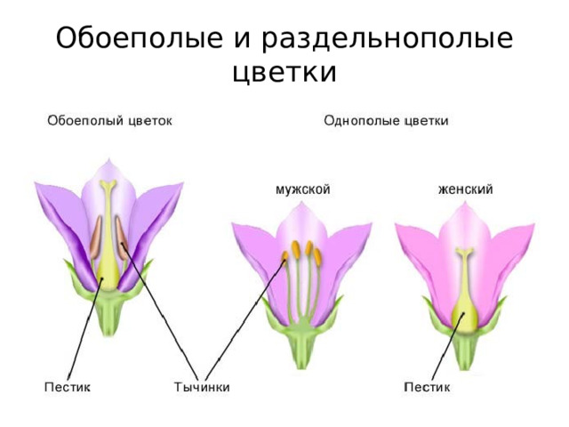 Обоеполые и раздельнополые цветки 