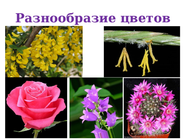 Разнообразие цветов 