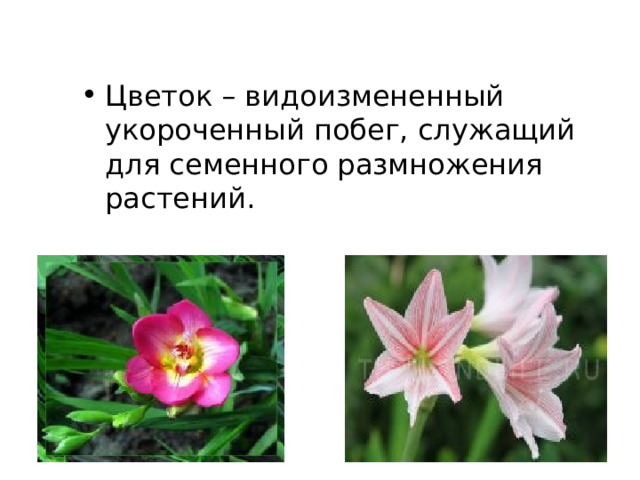 Цветок – видоизмененный укороченный побег, служащий для семенного размножения растений. 
