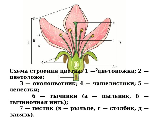 Схема строения цветка: 1 — цветоножка; 2 — цветоложе;  3 — околоцветник; 4 — чашелистики; 5 — лепестки;  6 — тычинки (а — пыльник, б — тычиночная нить);  7 — пестик (в — рыльце, г — столбик, д — завязь).  