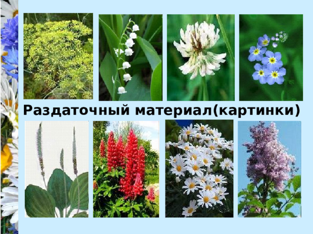 Презентация к уроку по теме "Соцветия"