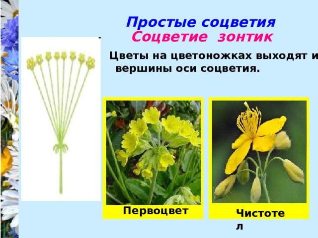 Соцветия презентация 6 класс